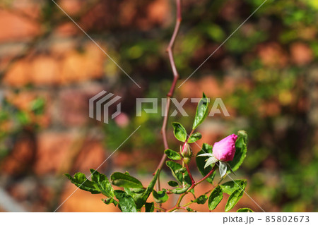 ツルハルガスミ バラの花の蕾の写真素材