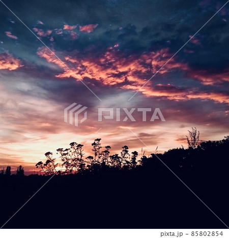 pink sunset sky behind the botanical flower silhouette 85802854