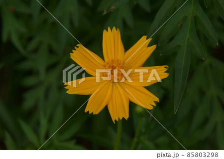 キバナコスモス 85803298