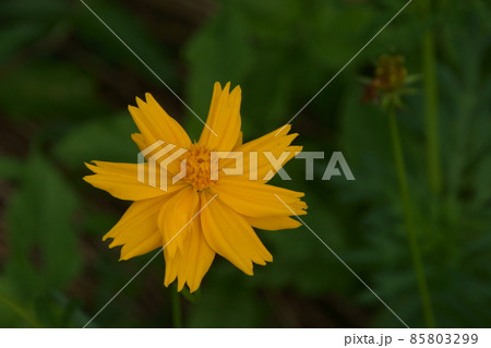 キバナコスモス 85803299