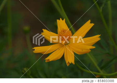 キバナコスモス 85803300