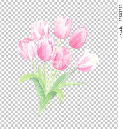 用水彩模擬插圖透明背景繪製的鬱金香花束 85803713