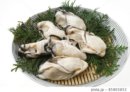 生牡蠣　白バック 85803852