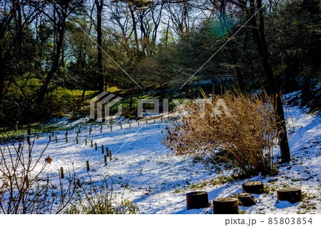 積雪した森の中 積雪した森の中 85803854