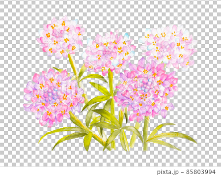 イベリスの花の水彩画イラスト イベリスの花の水彩画イラスト 85803994