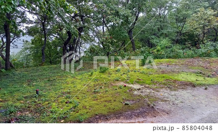 続日本100名城　雨の鮫ヶ尾城　E170曲輪　東一ノ丸 85804048