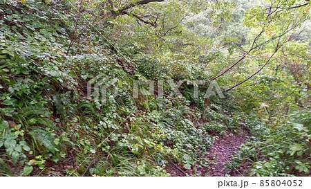 続日本100名城　雨の鮫ヶ尾城　大堀切6 85804052