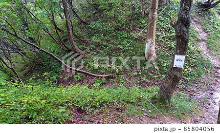 続日本100名城 雨の鮫ヶ尾城 堀切6 続日本100名城 雨の鮫ヶ尾城 堀切6 85804056