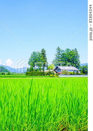 夏の田舎風景 夏の田舎風景 85804344