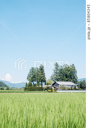 夏の田舎風景 夏の田舎風景 85804345