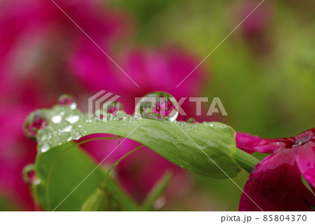雫(滴,シズク)に写ったシバザクラ(芝桜)の花が面白 雫(滴,シズク)に写ったシバザクラ(芝桜)の花が面白 85804370