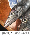 太刀魚は刺身にしても大変美味です 85804711