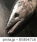土佐・室戸の天然魚　キツネと呼ばれるハガツオは人気の魚 85804716