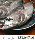 土佐・室戸の天然魚　産地直送の魚　価格は低く味は美味ヒラソウダ 85804719