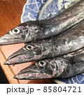 土佐の太刀魚関西では秋刀魚に匹敵する庶民の魚 85804721