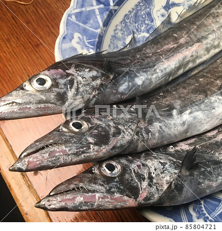 土佐の太刀魚関西では秋刀魚に匹敵する庶民の魚 85804721