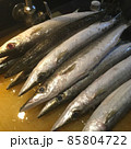 土佐の天然魚　青カマスは水カマスとも呼ばれる 安価ながら調理法で美味に 85804722