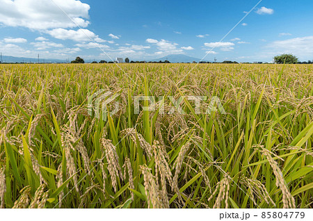 【青森県津軽平野】津軽富士岩木山と津軽平野の水田 【青森県津軽平野】津軽富士岩木山と津軽平野の水田 85804779