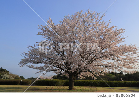 さくらの丘の桜並木 85805804