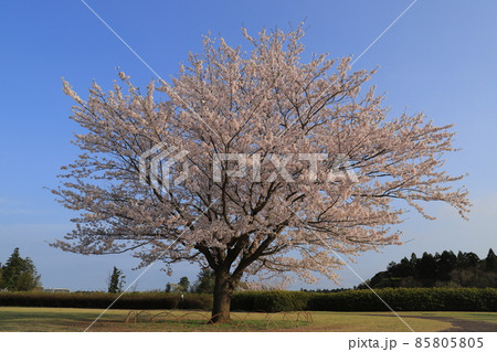 さくらの丘の桜並木 さくらの丘の桜並木 85805805