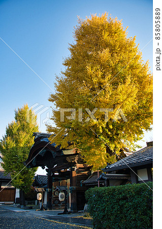 東本願寺の秋　2021秋 85805889