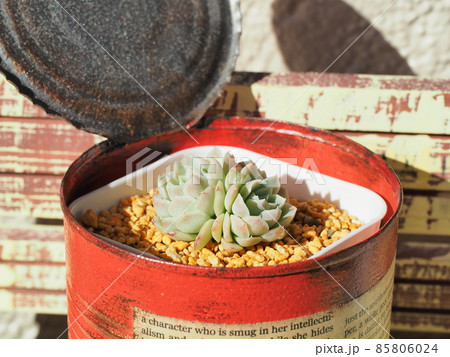 多肉植物ヒューミリス 多肉植物ヒューミリス 85806024