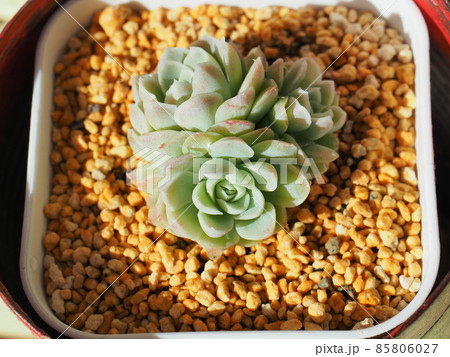 多肉植物ヒューミリス 85806027