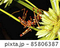 Assassin Bug nymph 85806387