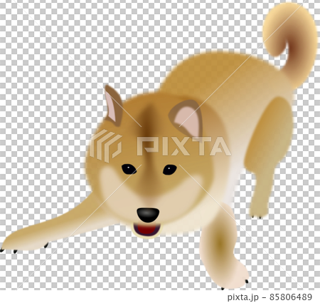 一隻長著尾巴的柴犬，想要你扔球並玩它 85806489