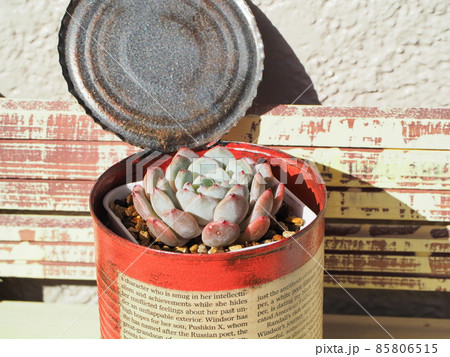 多肉植物ビヨンテ 85806515