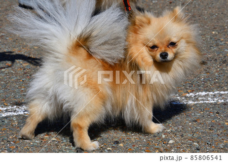 Pomeranian breed dog 85806541