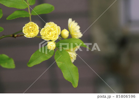 木香薔薇（モッコウバラ）の黄色い小花が可愛いの写真素材 [85806596