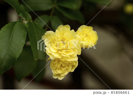 木香薔薇（モッコウバラ）の黄色い小花が可愛いの写真素材 [85806661