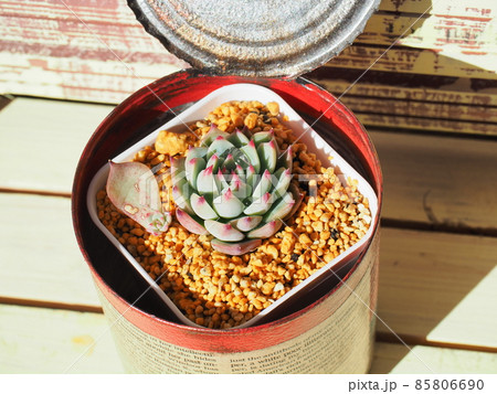 多肉植物パルバ 多肉植物パルバ 85806690