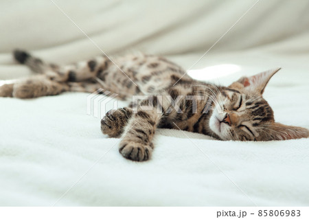 Cute dark grey charcoal bengal kitten sleeping on a white blanket. 85806983