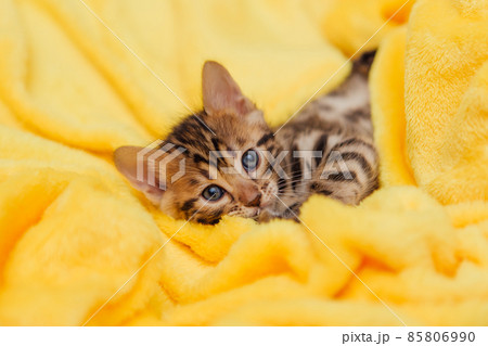 Little bengal kitten on the yellow blanket 85806990