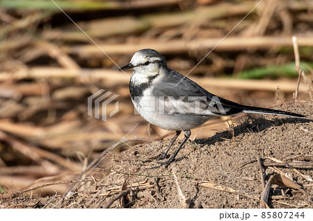 ハクセキレイ 85807244
