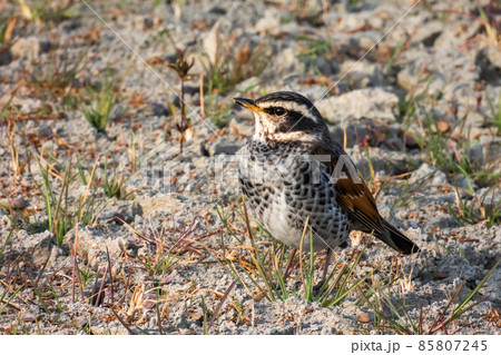 ツグミ 85807245