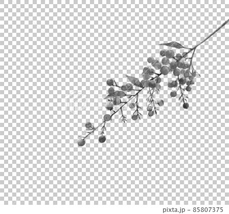 南天のひと枝 葉付き モノトーン【水墨画風水彩画】白バック 透過背景 南天のひと枝 葉付き モノトーン【水墨画風水彩画】白バック 透過背景 85807375