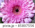 満開のピンク色のガーベラの花 85807556
