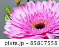 満開のピンク色のガーベラの花 85807558