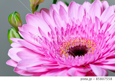 満開のピンク色のガーベラの花 満開のピンク色のガーベラの花 85807558