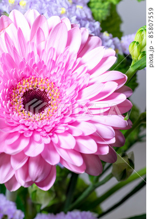 満開のピンク色のガーベラの花 満開のピンク色のガーベラの花 85807559