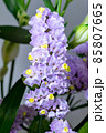 紫色のスターチスの花 85807665