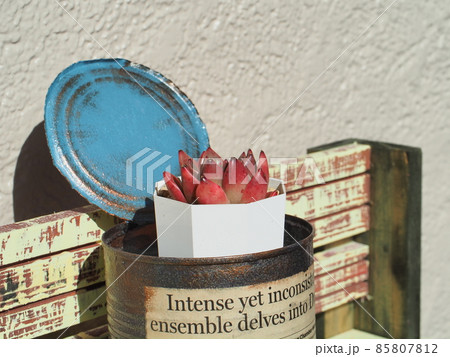 多肉植物レッドジェイド 85807812