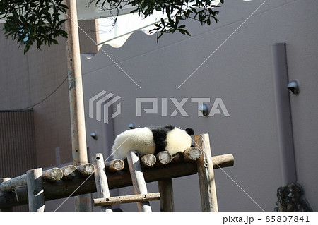 動物園にパンダの遊具の上で背中を向け寝ている子供のジャイアントパンダのいる風景 85807841