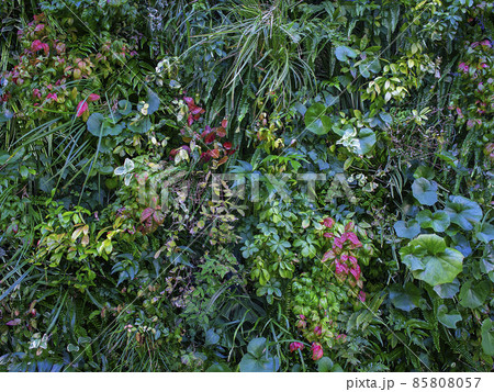観葉植物の背景テクスチャー 観葉植物の背景テクスチャー 85808057