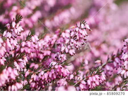 Pink Erica carnea flowers (winter Heath) in the garden in early spring. Floral background, botanical concept Pink Erica carnea flowers (winter Heath) in the garden in early spring. Floral background, botanical concept 85809270