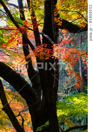 秋色に染まった古刹の境内風景です。鮮やかな色合いをご覧ください。広島市　三滝寺 85809552