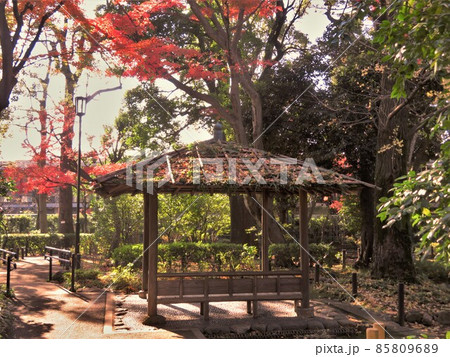 東京都大田区蘇峰公園の紅葉 東京都大田区蘇峰公園の紅葉 85809689